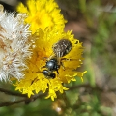 Lasioglossum (Chilalictus) sp. (genus & subgenus) (Halictid bee) at North Mitchell Grassland  (NMG) - 7 Dec 2023 by HappyWanderer