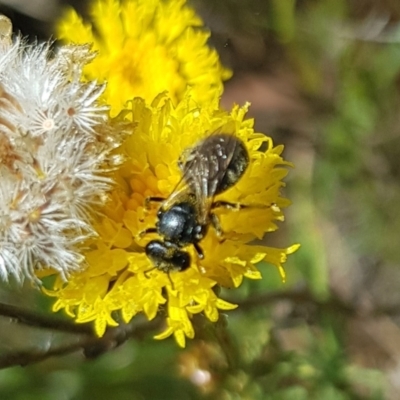Lasioglossum (Chilalictus) sp. (genus & subgenus) (Halictid bee) at North Mitchell Grassland  (NMG) - 7 Dec 2023 by HappyWanderer
