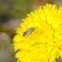 Miridae (family) (Unidentified plant bug) at North Mitchell Grassland  (NMG) - 7 Dec 2023 by HappyWanderer