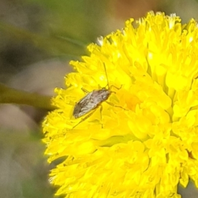 Miridae (family) (Unidentified plant bug) at North Mitchell Grassland  (NMG) - 7 Dec 2023 by HappyWanderer