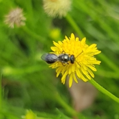 Lasioglossum sp. (genus) (Furrow Bee) at North Mitchell Grassland  (NMG) - 7 Dec 2023 by HappyWanderer