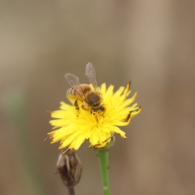 Apis mellifera (European honey bee) at North Mitchell Grassland  (NMG) - 6 Dec 2023 by HappyWanderer