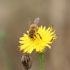 Apis mellifera at Undefined Area - 7 Dec 2023 10:40 AM