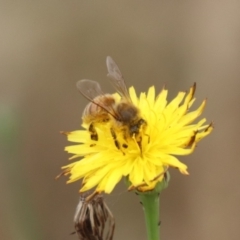 Apis mellifera at North Mitchell Grassland  (NMG) - 7 Dec 2023 10:40 AM