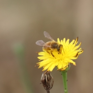 Apis mellifera at North Mitchell Grassland  (NMG) - 7 Dec 2023