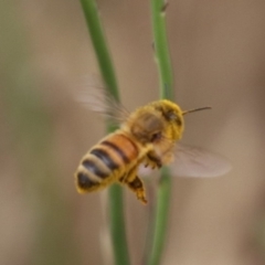 Apis mellifera at Undefined Area - 7 Dec 2023 10:40 AM