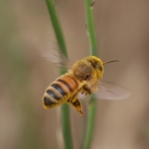 Apis mellifera at North Mitchell Grassland  (NMG) - 7 Dec 2023