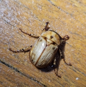 Cyclocephala signaticollis at Denman Prospect, ACT - 6 Dec 2023