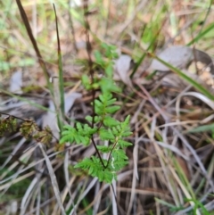 Cheilanthes sieberi subsp. sieberi (Narrow Rock Fern) at Aranda Bushland - 6 Dec 2023 by WalkYonder