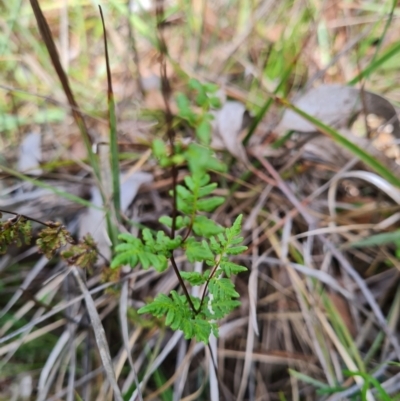 Cheilanthes sieberi subsp. sieberi (Mulga Rock Fern) at Aranda Bushland - 7 Dec 2023 by WalkYonder