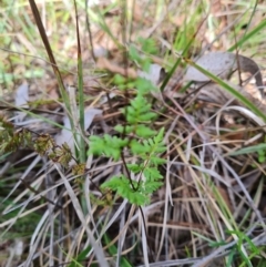 Cheilanthes sieberi subsp. sieberi at Aranda Bushland - 7 Dec 2023 09:51 AM