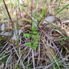 Cheilanthes sieberi subsp. sieberi at Aranda Bushland - 7 Dec 2023 09:51 AM