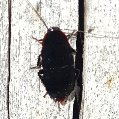 Platyzosteria sp. (genus) (Litter runner cockroach) at Belconnen, ACT - 6 Dec 2023 by WalkYonder