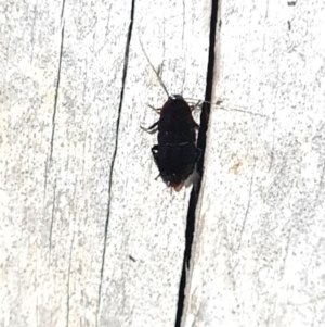 Platyzosteria sp. (genus) at Aranda Bushland - 7 Dec 2023