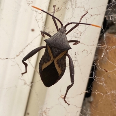 Mictis profana (Crusader Bug) at Jerrabomberra, NSW - 7 Dec 2023 by SteveBorkowskis