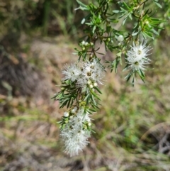 Kunzea ambigua (White Kunzea) at Point 4157 - 6 Dec 2023 by WalkYonder