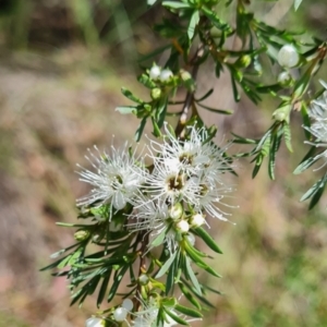 Kunzea ambigua at GG263 - 7 Dec 2023