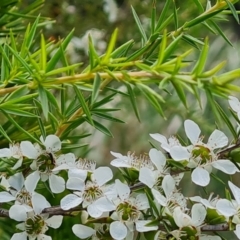 Leptospermum continentale (Prickly Teatree) at Mawson, ACT - 7 Dec 2023 by Mike