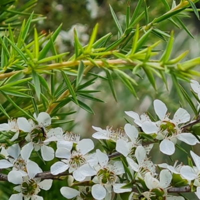 Leptospermum continentale (Prickly Teatree) at Mawson Ponds - 7 Dec 2023 by Mike