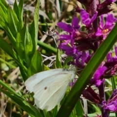 Pieris rapae (Cabbage White) at Mawson, ACT - 7 Dec 2023 by Mike