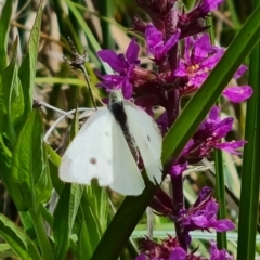 Pieris rapae at Mawson Ponds - 7 Dec 2023