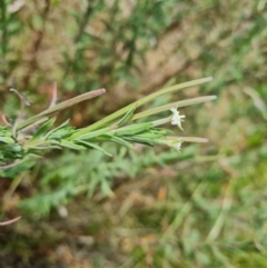 Epilobium hirtigerum (Hairy Willowherb) at Mawson, ACT - 7 Dec 2023 by Mike