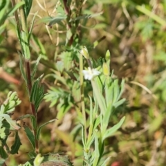 Epilobium hirtigerum at Mawson Ponds - 7 Dec 2023 11:22 AM