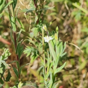 Epilobium hirtigerum at Mawson Ponds - 7 Dec 2023