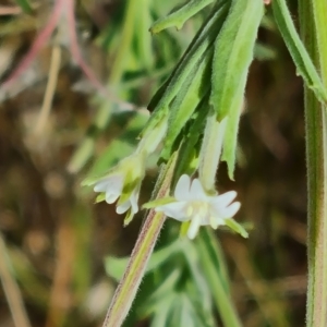 Epilobium hirtigerum at Mawson Ponds - 7 Dec 2023 11:22 AM