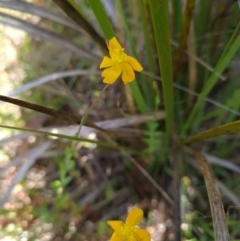 Hypericum gramineum (Small St Johns Wort) at Belconnen, ACT - 6 Dec 2023 by WalkYonder