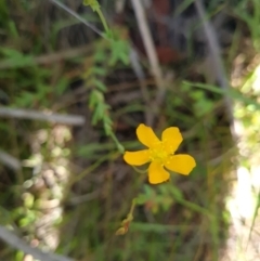 Hypericum gramineum at Aranda Bushland - 7 Dec 2023