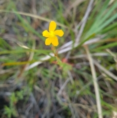 Hypericum gramineum at Aranda Bushland - 7 Dec 2023