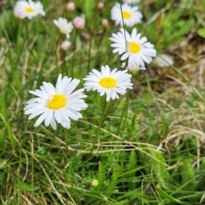 Brachyscome nivalis at Kosciuszko National Park - 7 Dec 2023