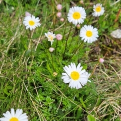 Brachyscome nivalis at Kosciuszko National Park - 7 Dec 2023