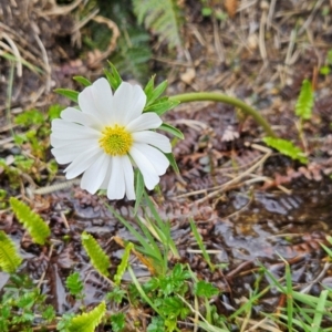 Ranunculus anemoneus at Kosciuszko National Park - 7 Dec 2023