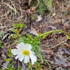 Ranunculus anemoneus at Kosciuszko National Park - 7 Dec 2023 10:10 AM