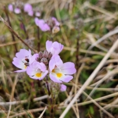 Euphrasia collina subsp. diversicolor (Variable Eyebright) at Kosciuszko National Park - 6 Dec 2023 by BethanyDunne