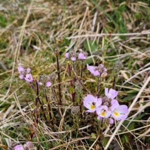 Euphrasia collina subsp. diversicolor at Kosciuszko National Park - 7 Dec 2023 10:03 AM