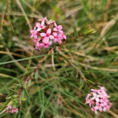 Pimelea alpina (Alpine Rice-flower) at Kosciuszko National Park - 7 Dec 2023 by BethanyDunne