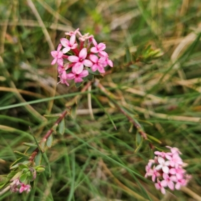 Pimelea alpina (Alpine Rice-flower) at Kosciuszko National Park - 7 Dec 2023 by BethanyDunne