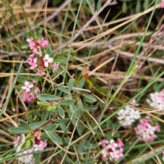 Pimelea alpina at Kosciuszko National Park - 7 Dec 2023 09:53 AM