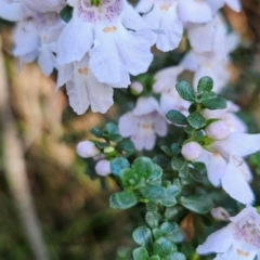 Prostanthera cuneata (Alpine Mint Bush) at Ngarigo, NSW - 6 Dec 2023 by BethanyDunne