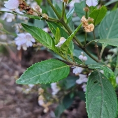 Prostanthera lasianthos (Victorian Christmas Bush) at Ngarigo, NSW - 6 Dec 2023 by BethanyDunne