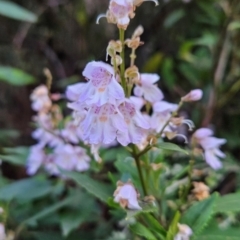 Prostanthera lasianthos at Kosciuszko National Park - 7 Dec 2023