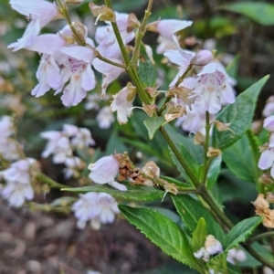 Prostanthera lasianthos at Kosciuszko National Park - 7 Dec 2023