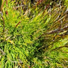 Oreobolus oxycarpus (A Sedge) at Namadgi National Park - 5 Dec 2023 by BethanyDunne