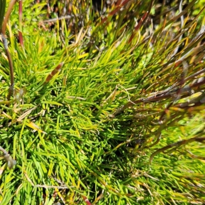 Oreobolus oxycarpus (A Sedge) at Cotter River, ACT - 5 Dec 2023 by BethanyDunne