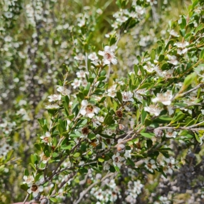 Leptospermum obovatum (River Tea Tree) at Mawson, ACT - 7 Dec 2023 by Mike