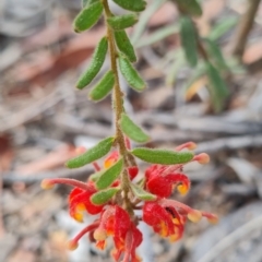 Grevillea alpina (Mountain Grevillea / Cat's Claws Grevillea) at Belconnen, ACT - 7 Dec 2023 by WalkYonder