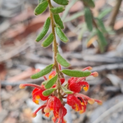 Grevillea alpina (Mountain Grevillea / Cat's Claws Grevillea) at Aranda Bushland - 7 Dec 2023 by WalkYonder